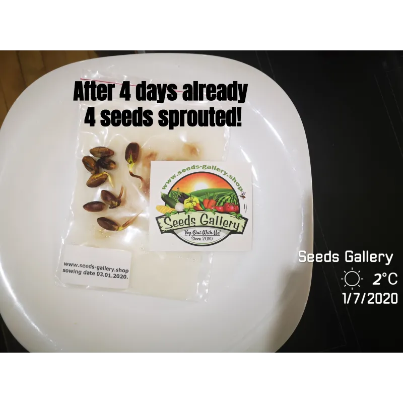 Pistachio seeds Greek variety Aegina (Pistacia vera) | Seeds Shop Store