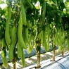 Thai Long Green Eggplant Seeds | Seeds Shop Store