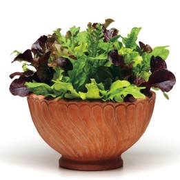 Mischung der besten Salat - Samen - 1.665