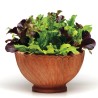 Mezcla de las mejores semillas de lechuga | Seeds Shop Store