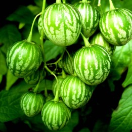 Wild Pepino - Tzimbalo Seeds (Solanum caripense) - 1.935
