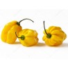 Habanero Bombe Jaune Seeds (C. chinense) | Seeds Shop Store