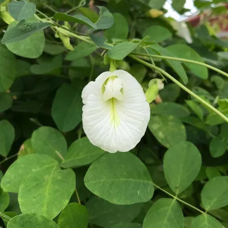 Butterfly Pea with white flowers Seeds (Clitoria ternatea) | Seeds Shop Store