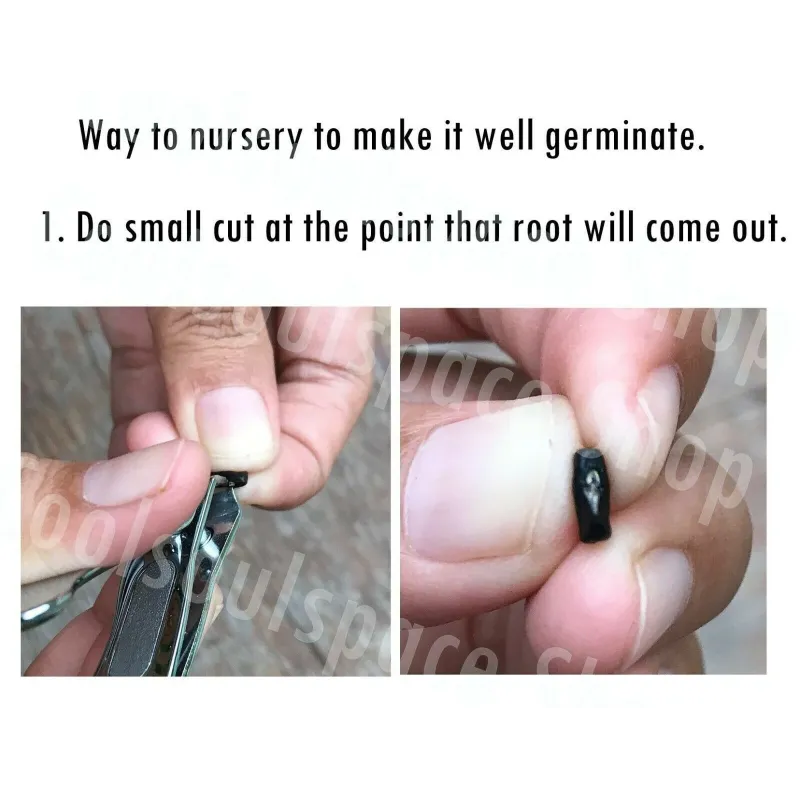 Semillas de Conchita Azul con flores blancas | Seeds Shop Store