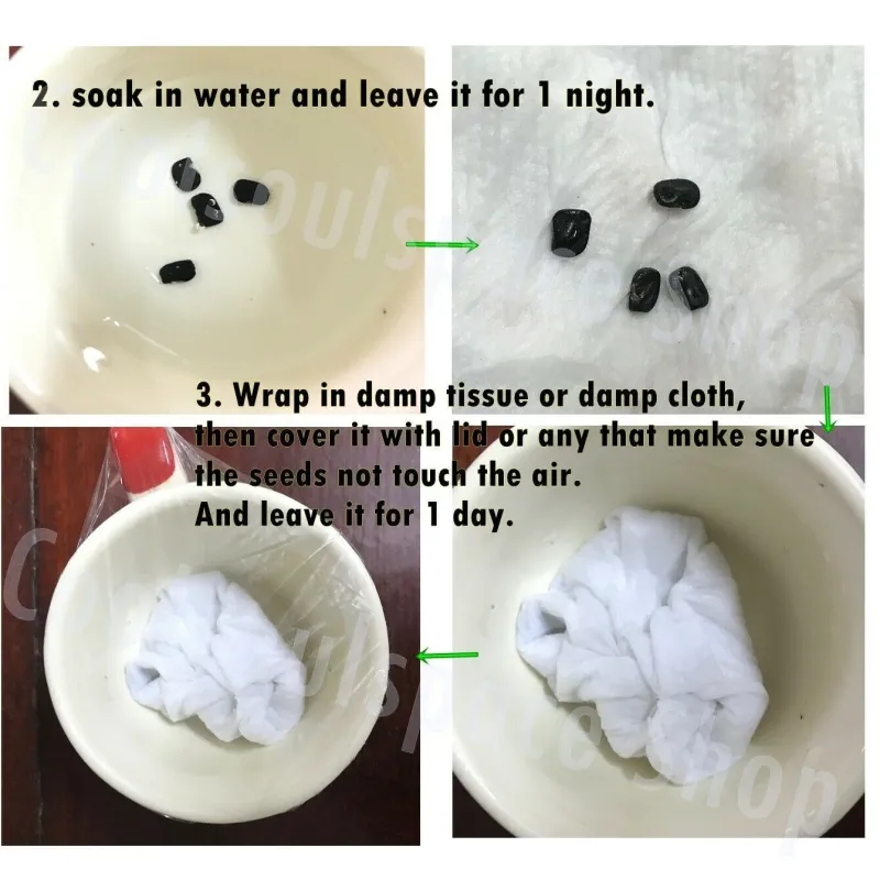 Butterfly Pea with white flowers Seeds (Clitoria ternatea) | Seeds Shop Store