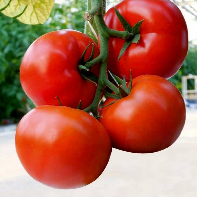 Hungarian Kecskemeti Tomato Seeds (Mobil) | Seeds Shop Store