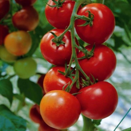 Hungarian Kecskemeti Tomato Seeds (Mobil) | Seeds Shop Store