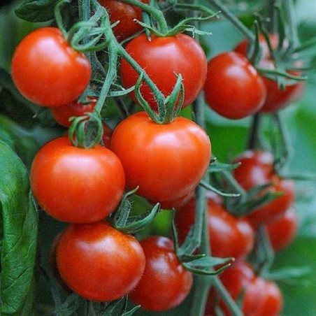 Hochwertiger Hybrid Tomatensamen Lider F1 | Seeds Shop Store