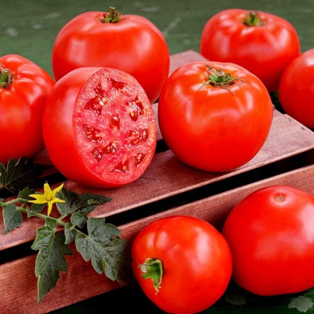 Hochwertiger Hybrid Tomatensamen Lider F1 | Seeds Shop Store