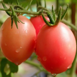 Authentic Thai tomato seeds Sida - 1.665