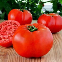 High-Quality Hybrid Tomato Seeds Profit F1 - 2.025