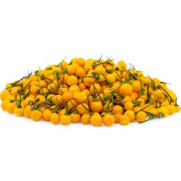 500 semena Aji Charapita Chili - Carapita Cili - 63