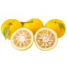 Yuzu Seme Japanski citrus -20 ° C (Citrus junos) | Seeds Shop Store
