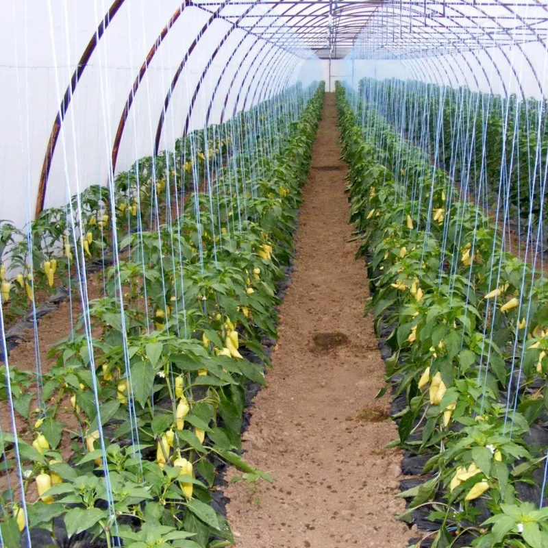 Syn. Cecei Hungarian Heirloom Pepper Seeds | Seeds Shop Store