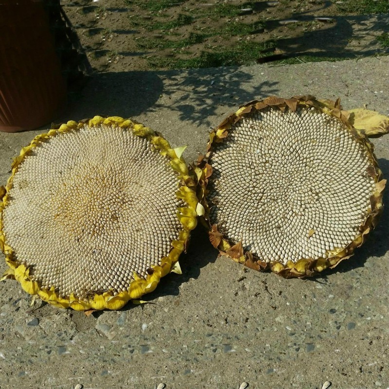 Giant White Sunflower Seeds | Seeds Shop Store