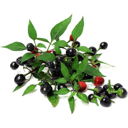 Semi di peperoncino Chiltepin | Seeds Shop Store