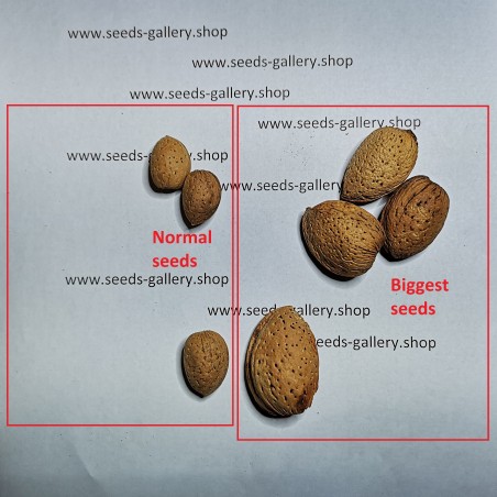 Sementes de Amêndoa Doce (Prunus amygdalus) | Seeds Shop Store
