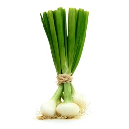 White Lisbon Bunching Onion Seeds (Allium cepa) - 258.037065