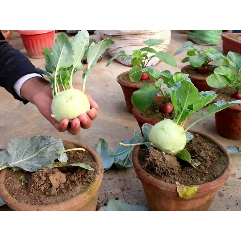 Semillas de colirrábano Blanco Viena | Seeds Shop Store