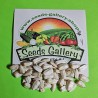 Giant White Sunflower Seeds | Seeds Shop Store