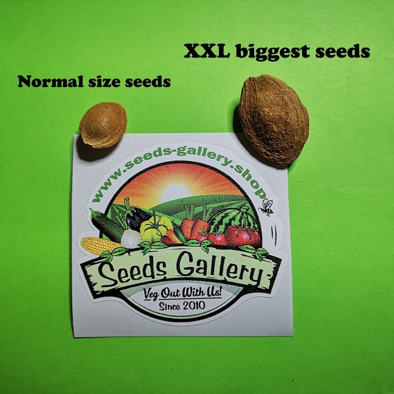 Semillas de Albaricoque Manchurian | Seeds Shop Store