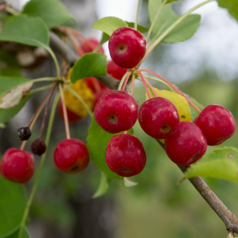 Siberian Crab Apple Seeds (Malus baccata) | Seeds Shop Store