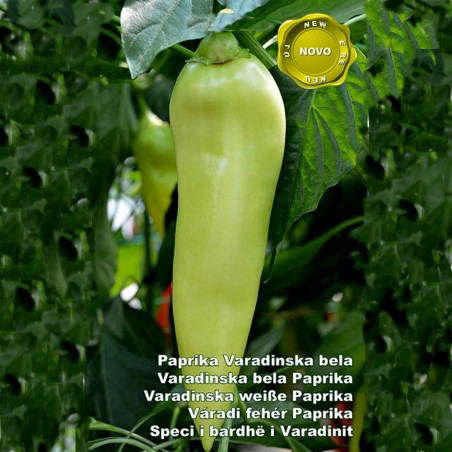 Sementes de pimentão Varadinska Branco | Seeds Shop Store