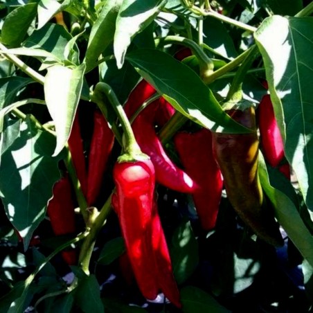 Sementes de pimentão Varadinska Branco | Seeds Shop Store