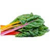 Swiss Chard Rainbow Seeds | Seeds Shop Store