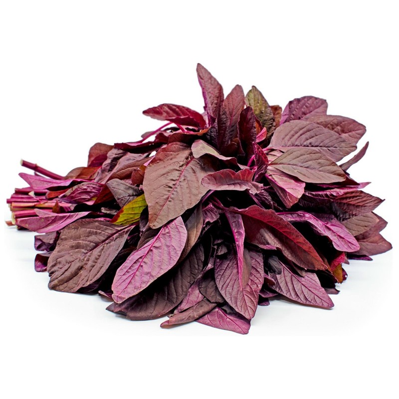 Amaranth Red Garnet Seeds (Amaranthus tricolor) | Seeds Shop Store
