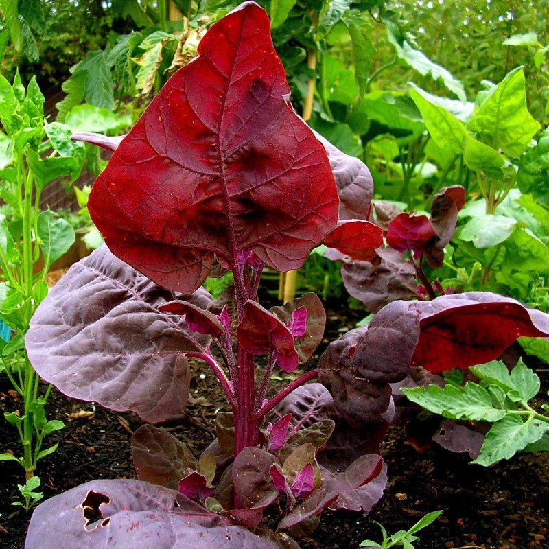Amaranth Red Garnet Seeds (Amaranthus tricolor) | Seeds Shop Store