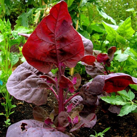 Amaranth Red Garnet Seeds (Amaranthus tricolor) | Seeds Shop Store