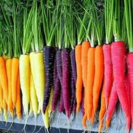 Rainbow Carrot Seeds (mixed colors) - 1.95