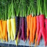 Graines de carotte arc-en-ciel (couleurs mélangées) | Seeds Shop Store