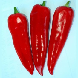 Sementes de pimento doce Kurtovska Kapija - 293.223938