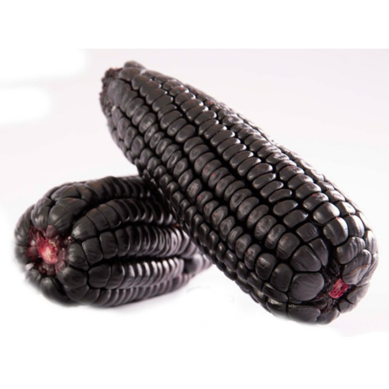 "Kculli" Morado Peruanische Lila-Mais Samen | Seeds Shop Store