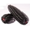"Kculli" Morado Peruanische Lila-Mais Samen | Seeds Shop Store