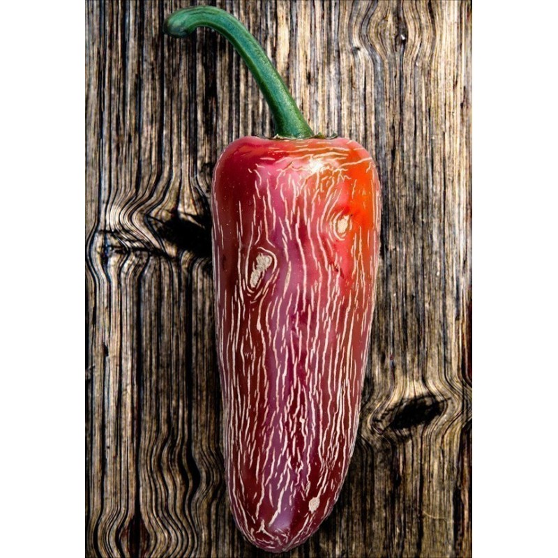 Jalapeno M Chili Seeds | Seeds Shop Store