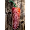 Jalapeno M Chili Seeds | Seeds Shop Store