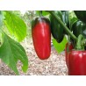 Jalapeno M Chili Seeds | Seeds Shop Store