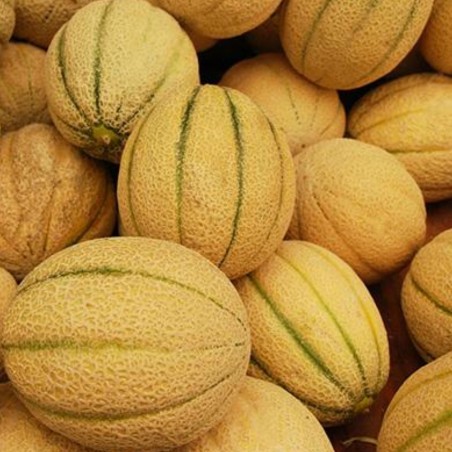 Cerovaca Old Serbian Melon Seeds | Seeds Shop Store