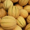 Cerovaca Old Serbian Melon Seeds | Seeds Shop Store