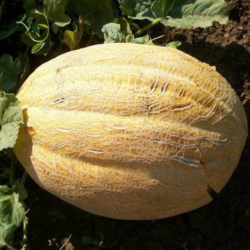 Cerovaca Old Serbian Melon Seeds | Seeds Shop Store