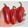 Jalapeno M Chili Seeds | Seeds Shop Store