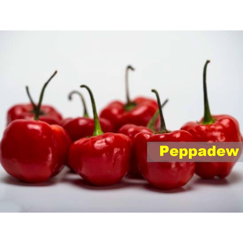 Peppadew Chili Seeds (Capsicum baccatum) | Seeds Shop Store