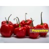 Peppadew Chili Seeds (Capsicum baccatum) | Seeds Shop Store