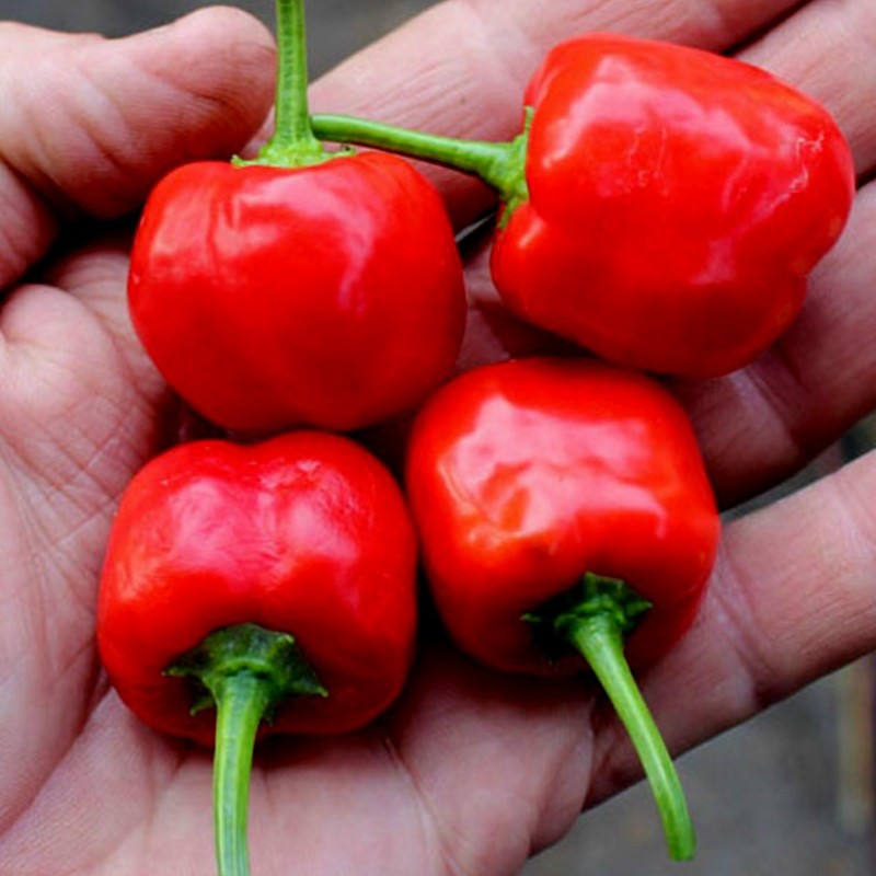 Peppadew Chili Seeds (Capsicum baccatum) | Seeds Shop Store