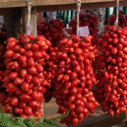 Tomatensamen Principe Borghese - 228.714671