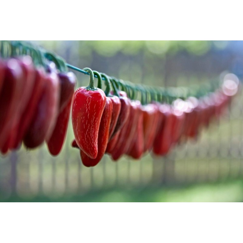 Jalapeno M Chili Seeds | Seeds Shop Store