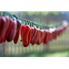 Jalapeno M Chili Seeds | Seeds Shop Store